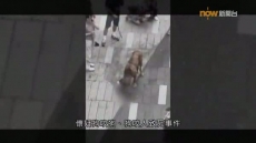 經緯線 《人與狗,敵或友?》2026/10/11 經緯線 《人與狗,敵或友?》2026/10/11